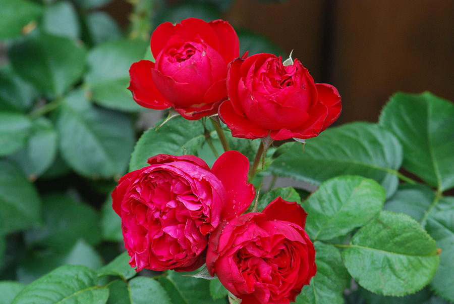 June Roses Photograph