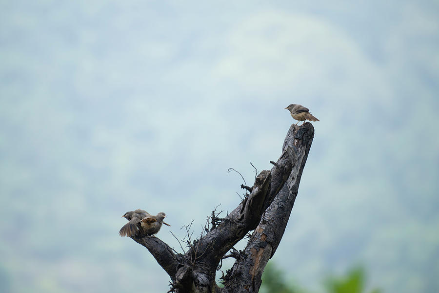Jungle babbler #1 Photograph by Kiran Joshi