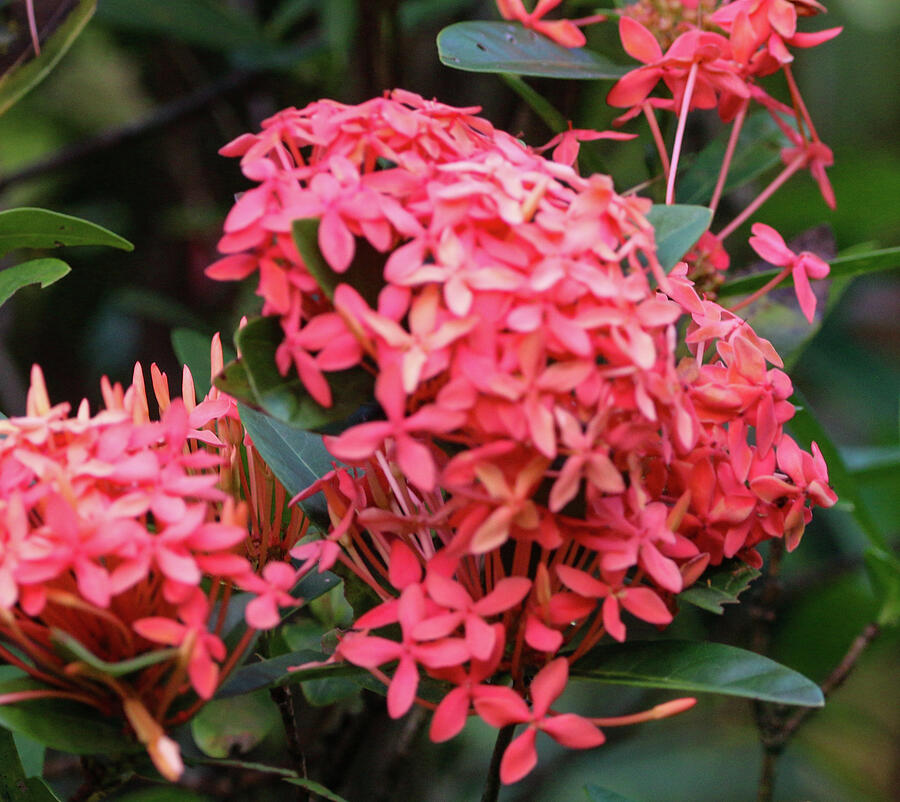 Flower Photograph - Jungle geranium #1 by Bill Rogers