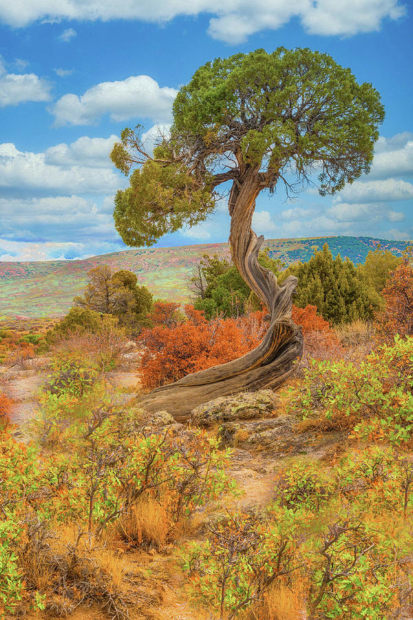 Juniper Tree, Black Canyon of the Gunnison National Park, Colorado Photograph by Tom Potter