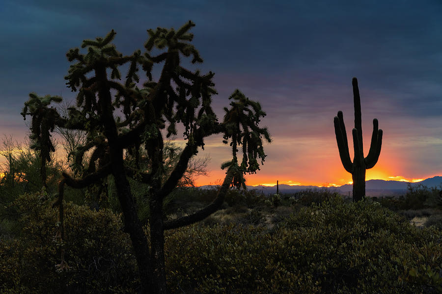 Just Another Saguaro Sunset  #1 Photograph by Saija Lehtonen