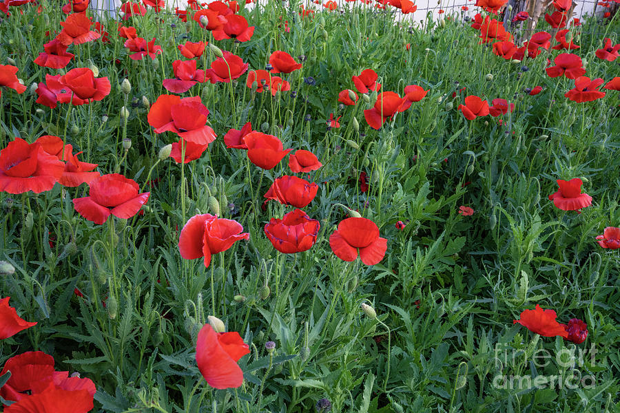 Poppy Photograph - Just Poppies #2 by Bee Creek Photography - Tod and Cynthia