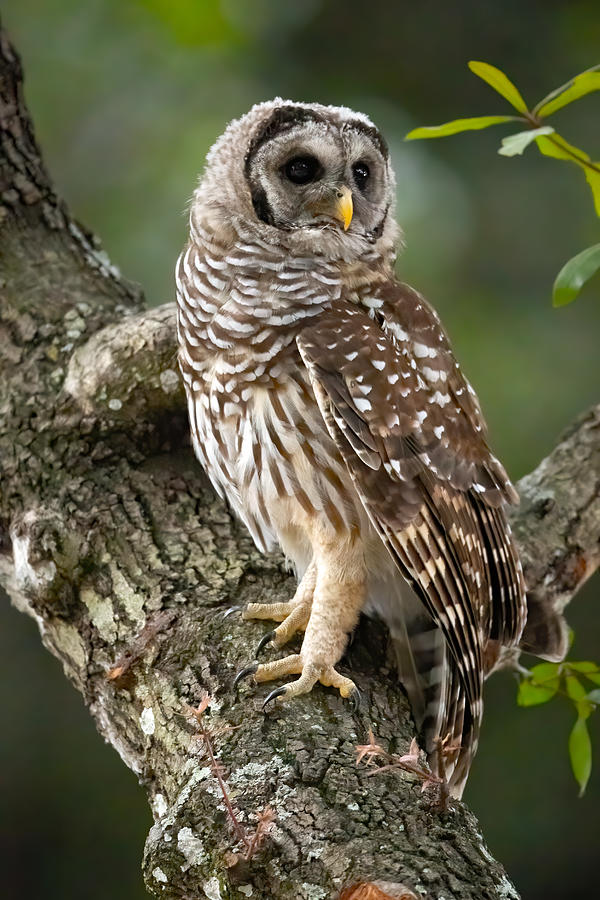 Owl Photograph - Juvenile Barred Owl #1 by David Eppley