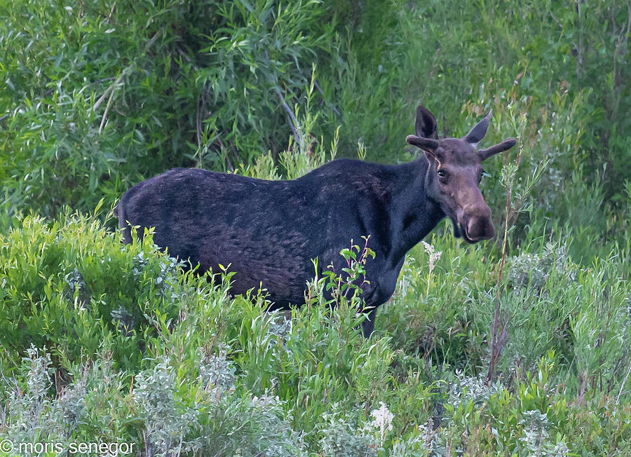 Juvenile Bull Moose, Gros Ventre River #1 Photograph by Moris Senegor