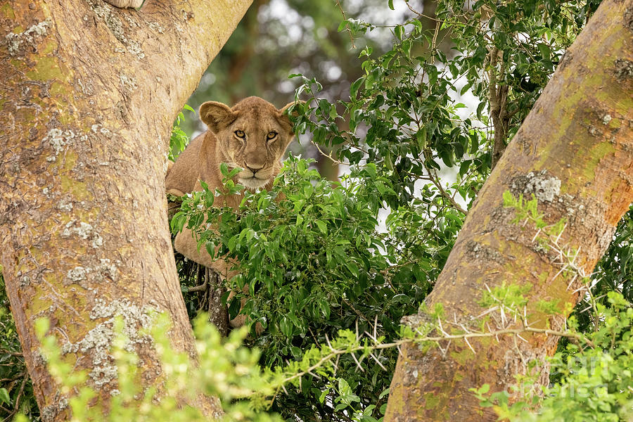  Juvenile lion in a tree. The Ishasha sector of Queen Elizabeth National Park is famous for the tree climbing lions, who climb to escape heat and insects, and have a clear vantage point. Uganda #1 Photograph by Jane Rix