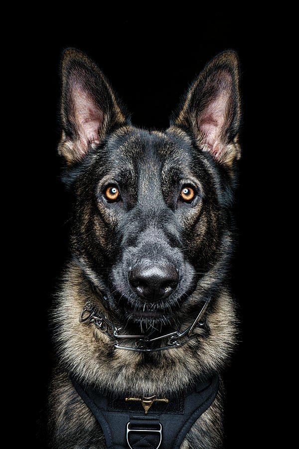 K9 Alger - Alger County Sheriff #1 Photograph by Lifework Productions