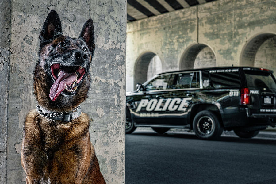 K9 Jesse #1 Photograph by Lifework Productions
