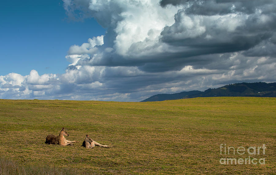 Kangaroos and approaching storm #1 Photograph by Sheila Smart Fine Art Photography
