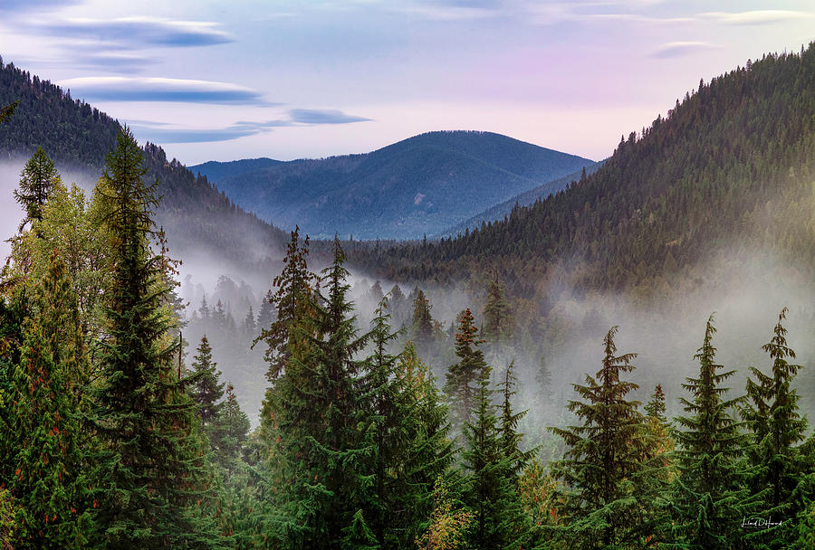 Kaniksu Old Growth Forest Photograph by Leland D Howard - Fine Art America