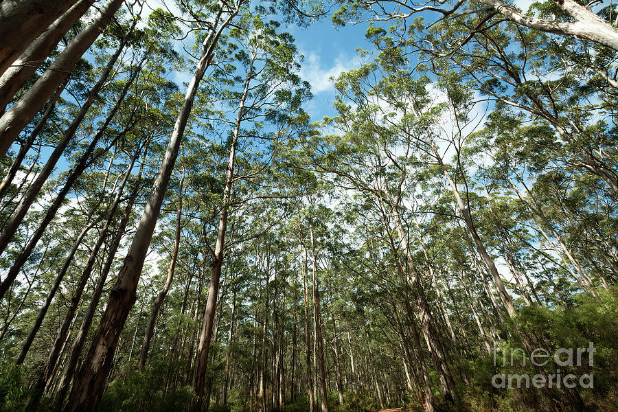 Karris, Boranup Forest, Margaret River, Western Australia 2 Photograph by Elaine Teague