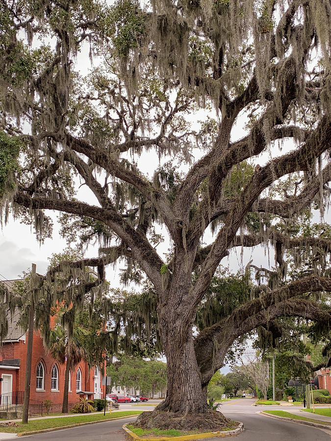 Kates Tree, Ash Street, Fernandina Beach, Florida #2 Photograph by Dawna Moore Photography Kates Tree, Ash Street, Fernandina Beach, Florida #2 Photograph by Dawna Moore Photography