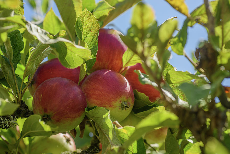 'katja' Syn 'katy' Apple, Malus Domestica Photograph By Bill Pusztai 