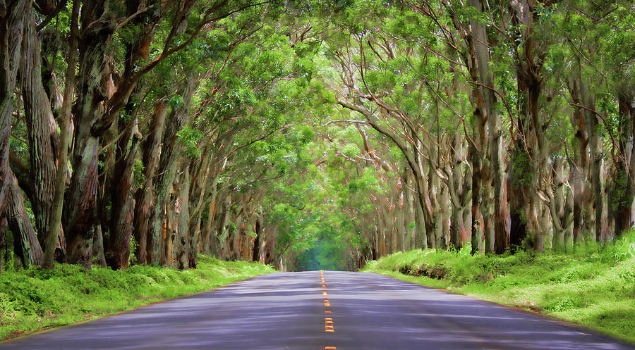 Kauai Tree Tunnel Photograph by Mark Chandler - Fine Art America