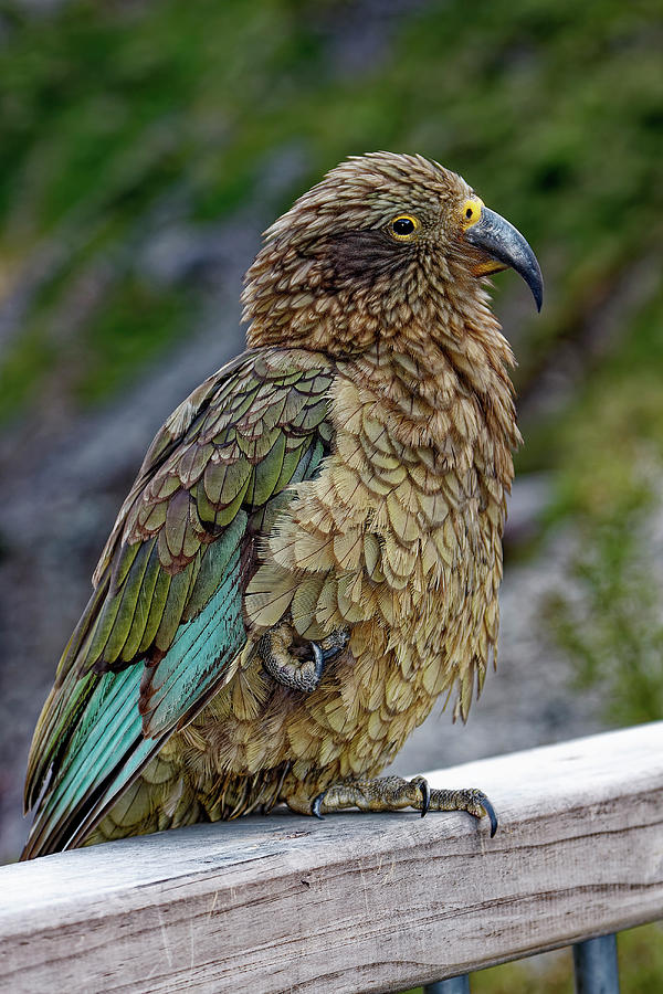 Kea Bird Photograph by Sally Weigand