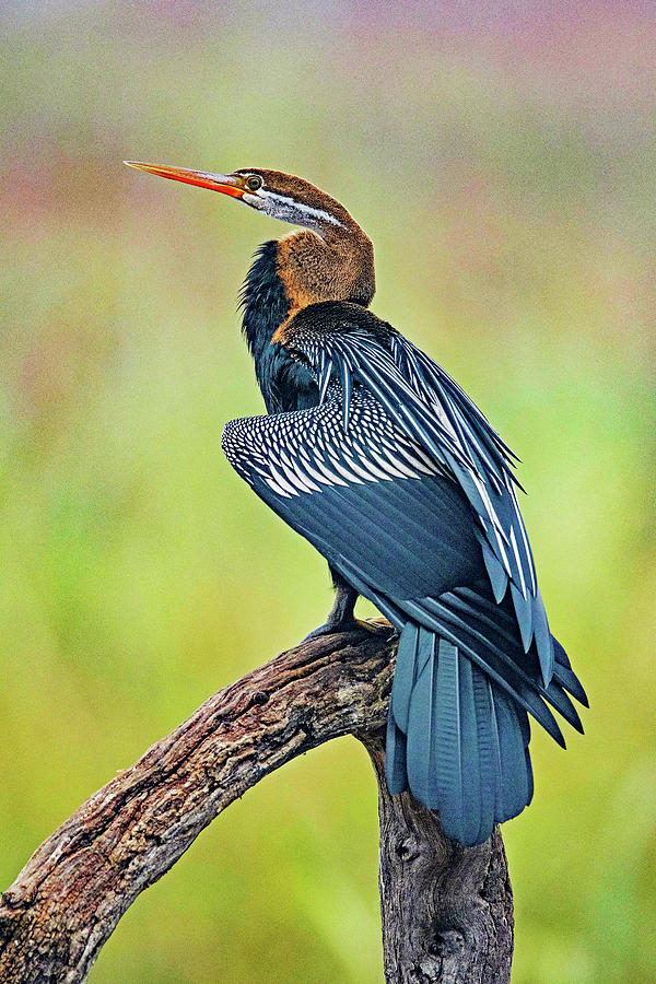 Keoladeo National Park | 08 Feb 2023