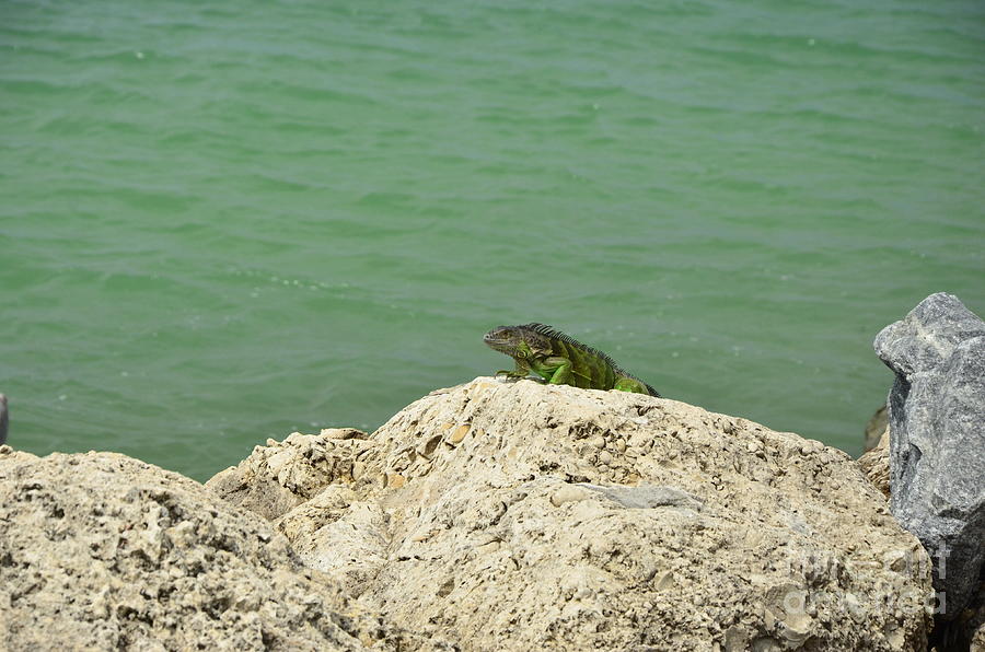 Key West Iguana - 3 Photograph by Bob Sample - Fine Art America