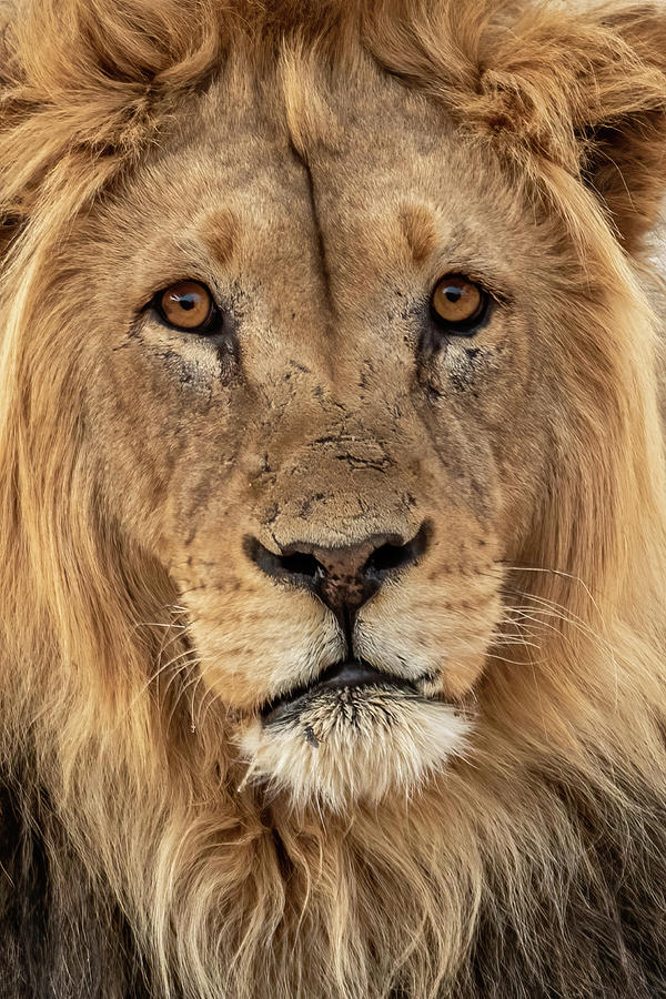 Kgalagadi Lion #1 Photograph by MaryJane Sesto