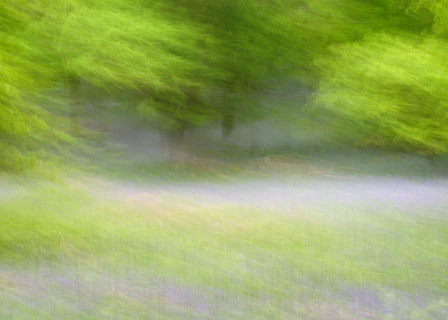 Kinclaven Bluebell Woods #1 Photograph by Stephen Taylor