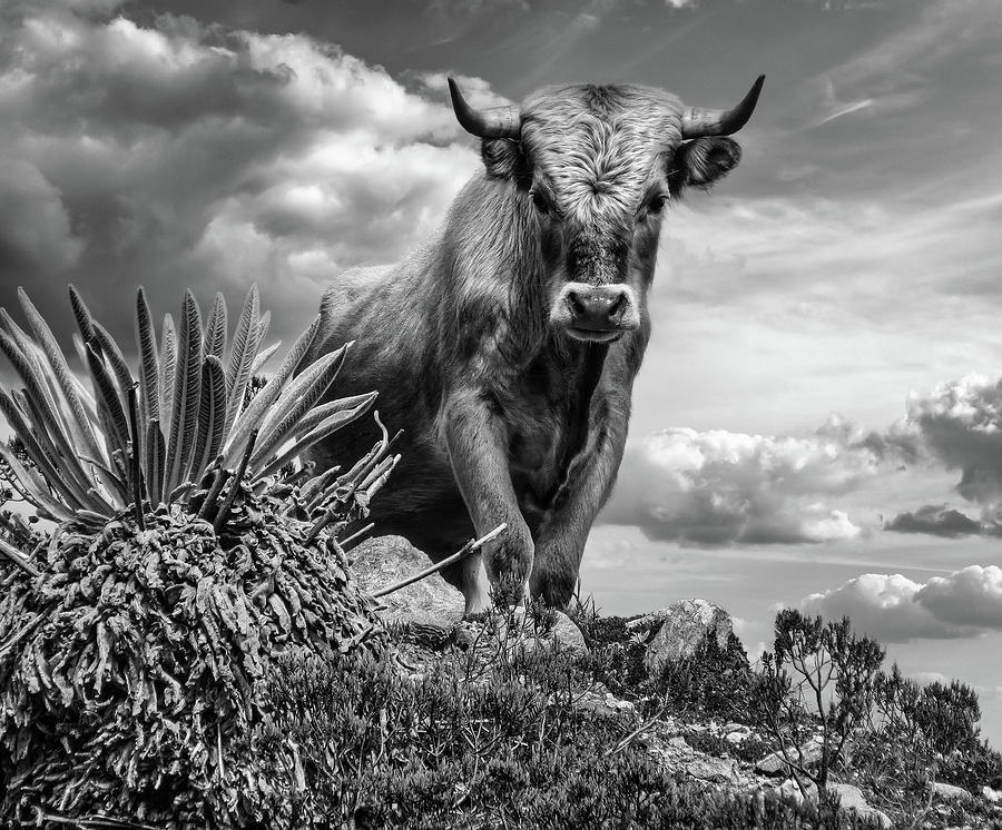 Animal Photograph - King of the Hill - Feral Charolais Bull #1 by Wilfredor Rodriguez