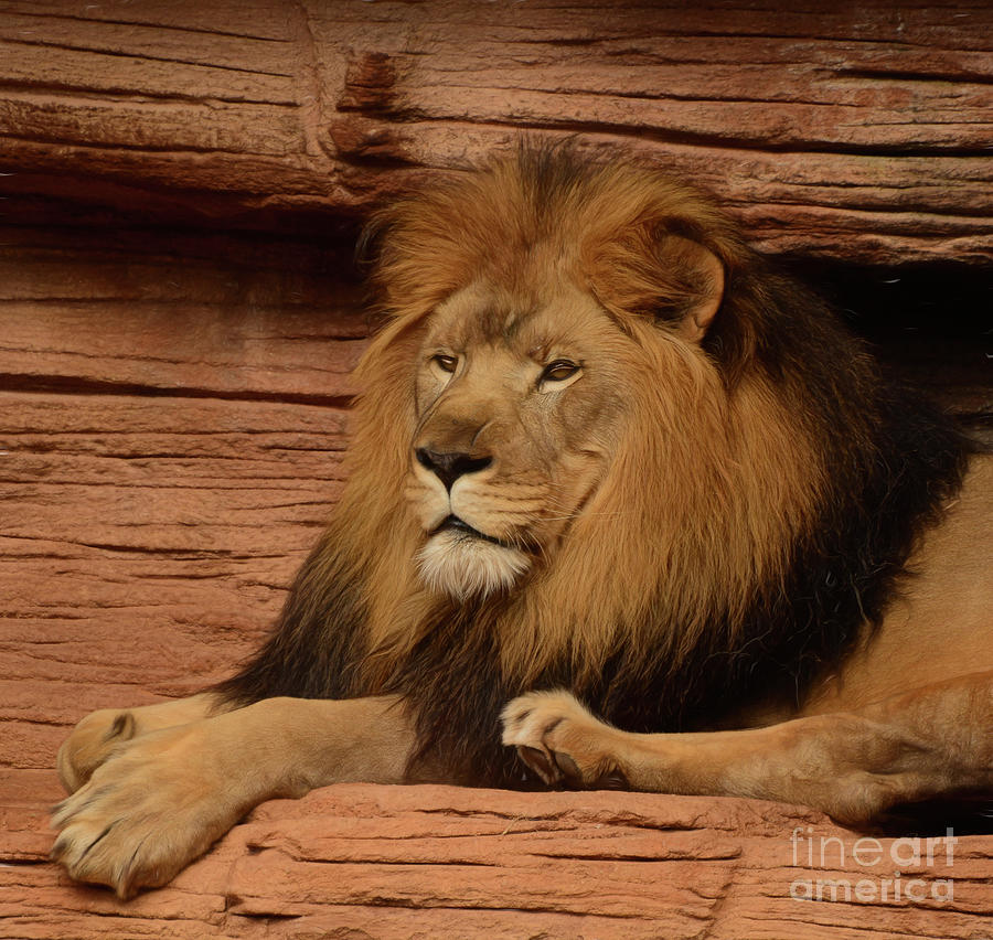 King Of The Jungle #1 Photograph by Kathy Baccari
