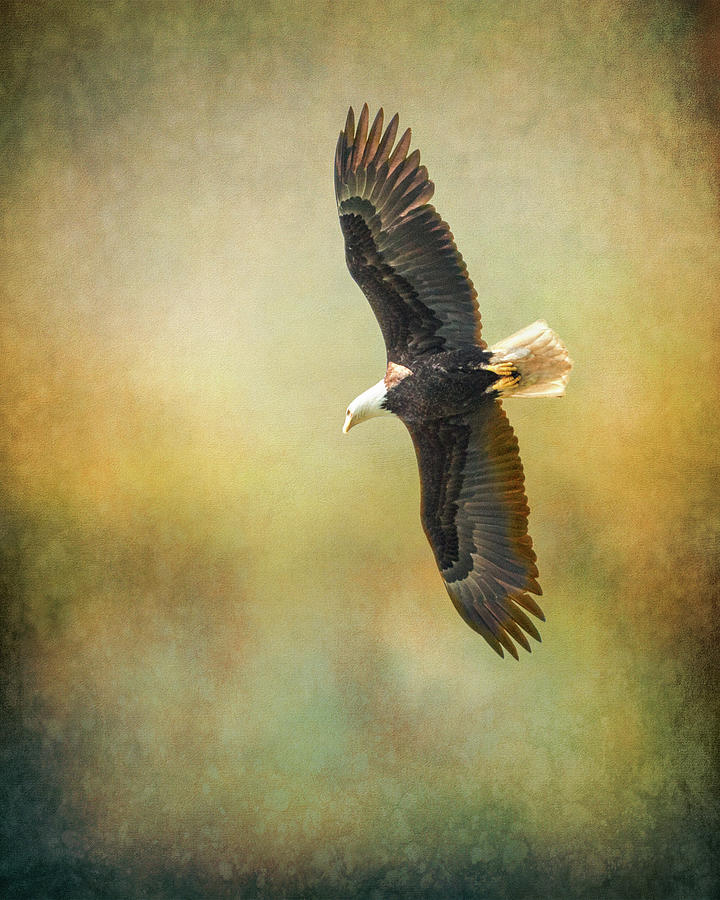 King of the Sky - Bald Eagle #1 Photograph by Sue Leonard