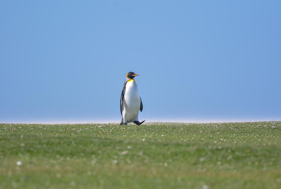 King Penguin resting, Volunteer Point, East Falkland, Falkland Islands. #1 Photograph by Paul Grace Photography Somersham