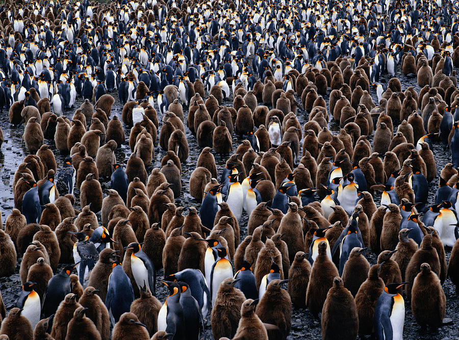 King Penguins In South Georgia, South Atlantic #1 Photograph by Harald Sund