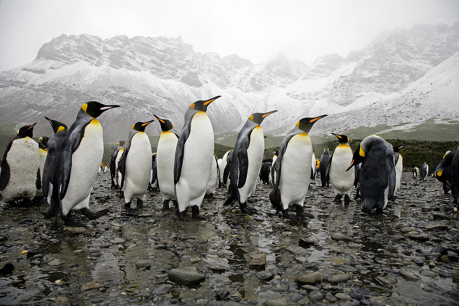 King Penguins #1 Photograph by Mlenny