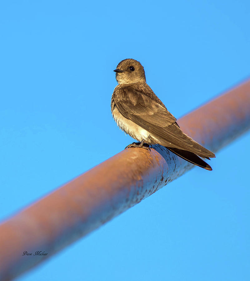Kingbird #1 Photograph by Dave Melear