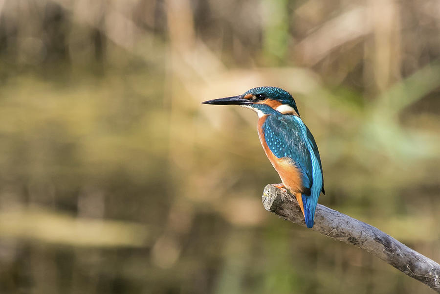 Kingfisher Waiting #2 Photograph by Wendy Cooper