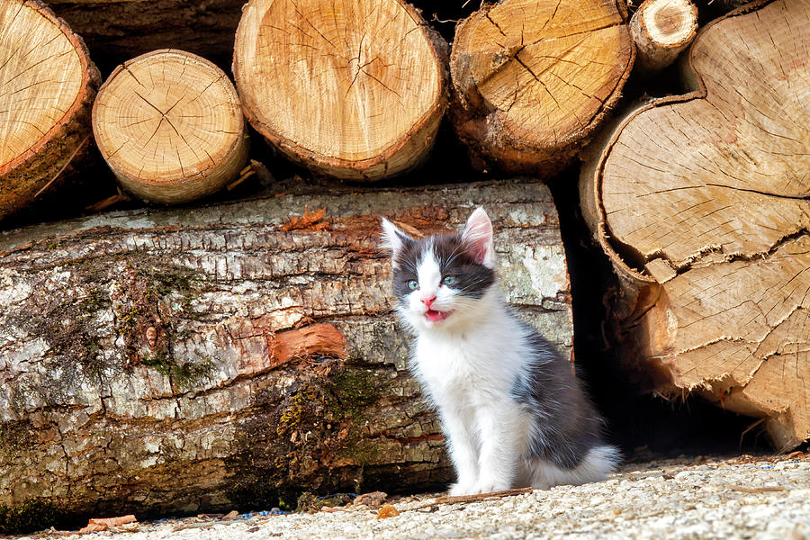 Kitten #1 Photograph by Fabrizio Troiani