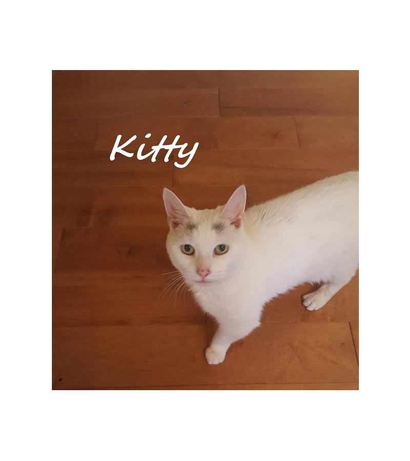 Kitty  #1 Photograph by Diane Strain