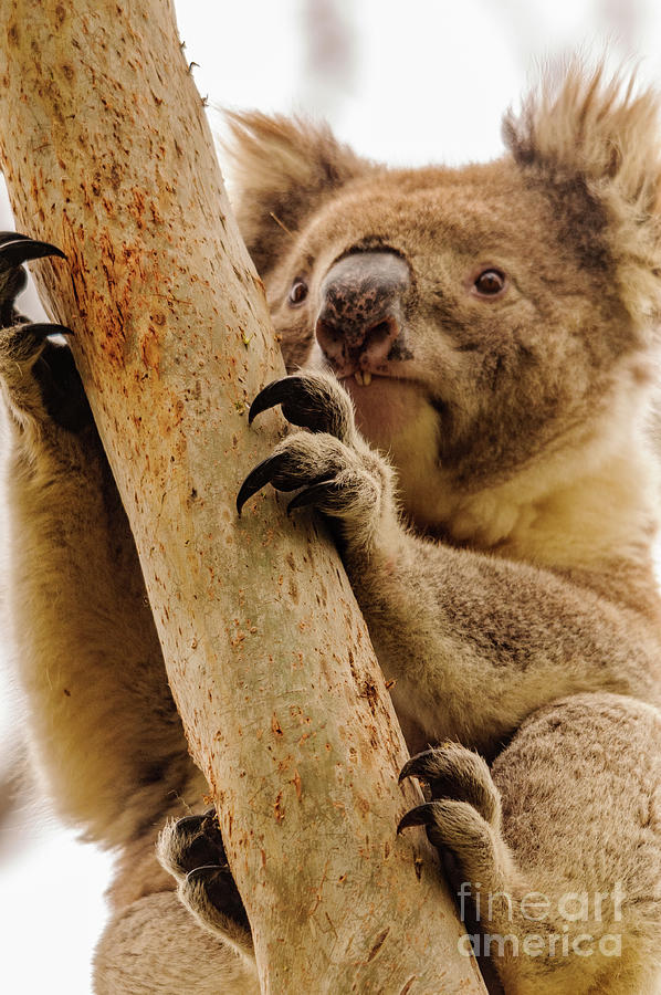 Koala 14 Photograph by Werner Padarin