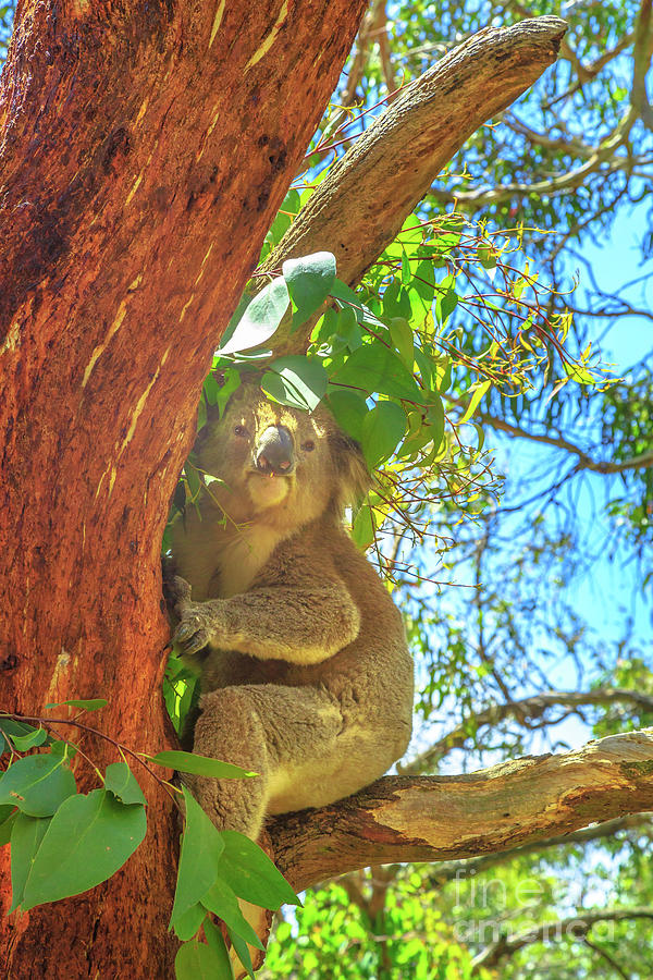 Koala at Phillip Island #1 Photograph by Benny Marty