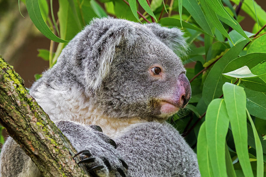 Koala Bear In Tree Photograph