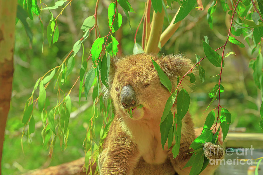 Koala eating eucalyptus #1 Photograph by Benny Marty