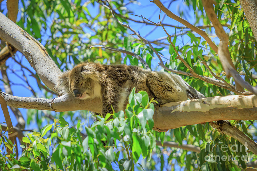 Koala in Yanchep National Park #1 Photograph by Benny Marty