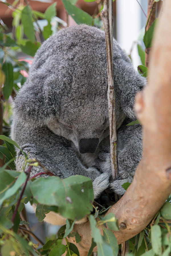 Koala Photograph by Jenware Photography - Pixels