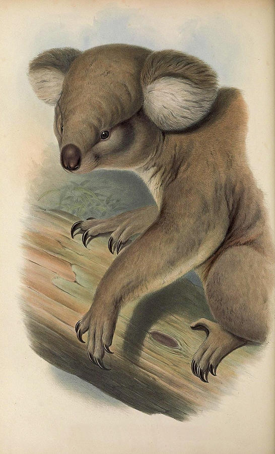 Koala #1 Drawing by John Gould