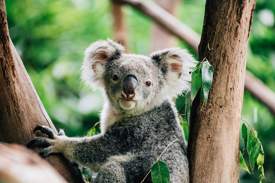 Koala #1 Photograph by Long Zhiyong