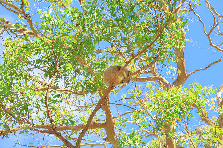 Koala on a branch #1 Photograph by Benny Marty