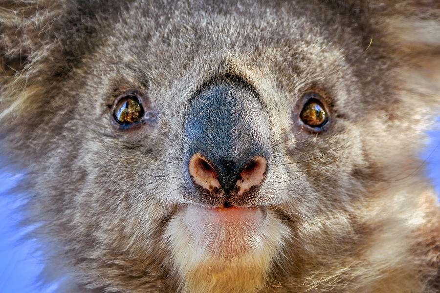 Koala (Phascolarctos cinereus) #1 Photograph by Tracielouise