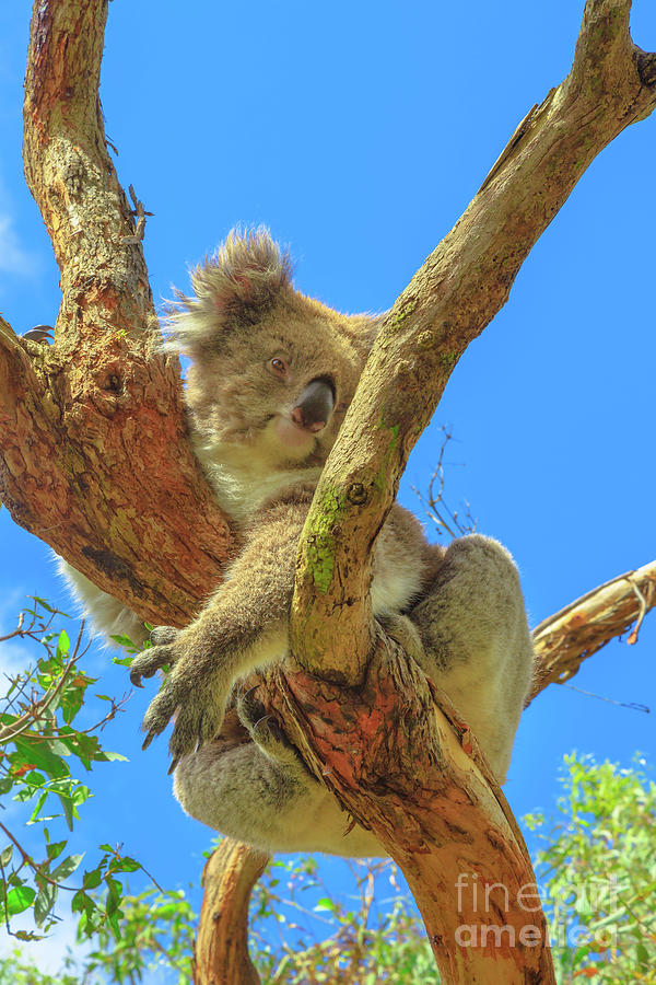 Koala Phillip Island #1 Photograph by Benny Marty