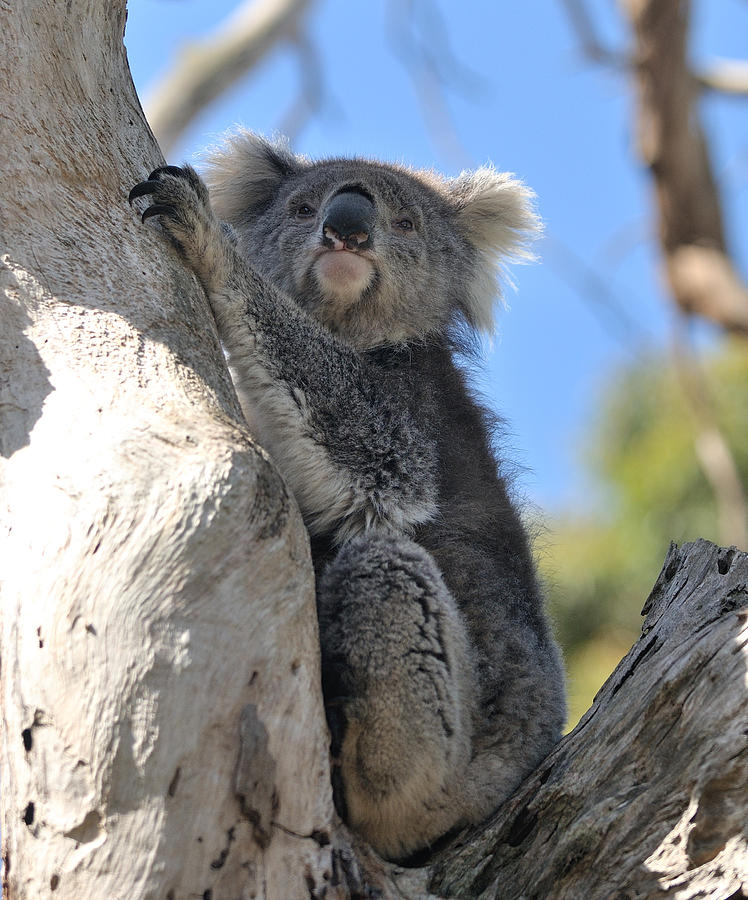 Wildlife Photograph - Koala  #1 by Prerna Jain