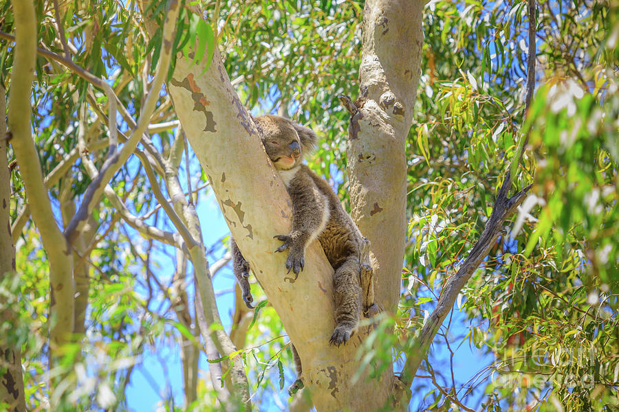 Koala Western Australia #1 Photograph by Benny Marty