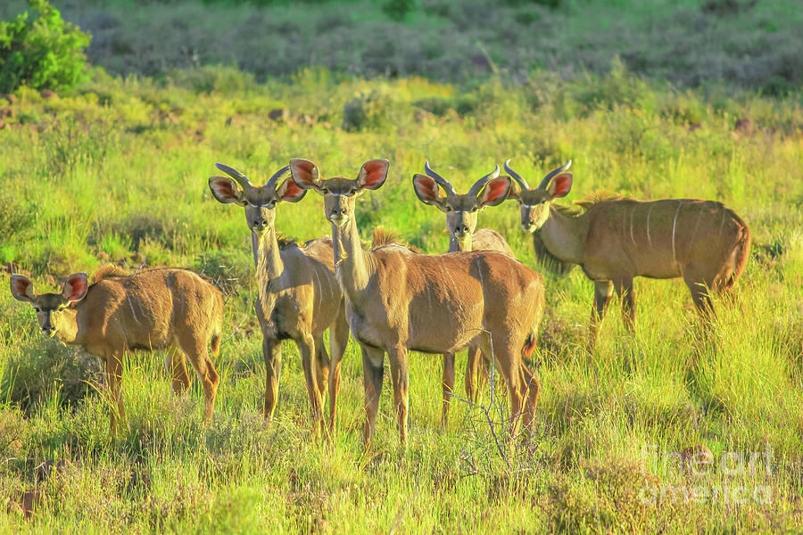 Kudu females in Karoo National Park #1 Digital Art by Benny Marty