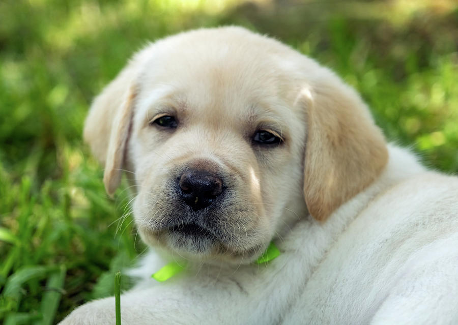 Labrador puppy in green grass #1 Photograph by Mikhail Kokhanchikov