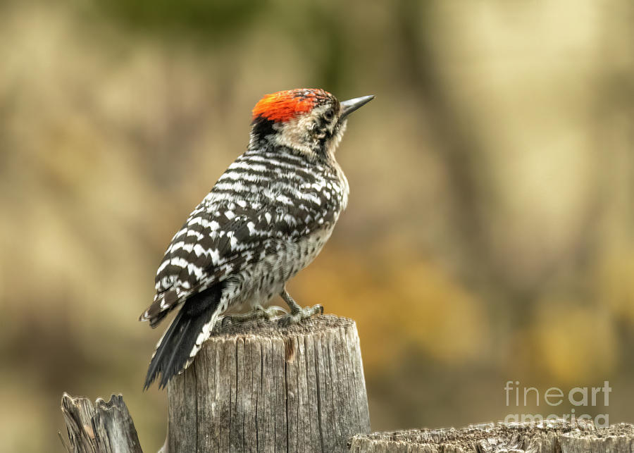 Ladder Backed Woodpecker 1 #1 Photograph by Steven Natanson