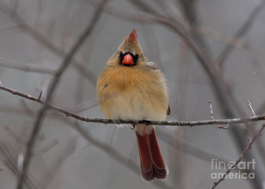 Lady Cardinal by Katie Joya Lady Cardinal by Katie Joya