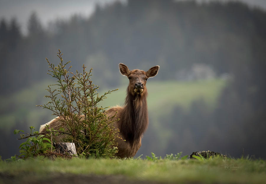 Lady Elk #1 Photograph by Bill Posner